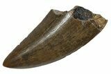 Serrated, Tyrannosaur (Nanotyrannus) Tooth - Montana #350426-1